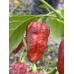 APS Ghost Chocolate Pepper Seeds APS Ghost Chocolate Pepper Seeds