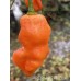APS Orange 7 Pot Cross Pepper Seeds 