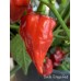 Devils Tongue Red Pepper Seeds