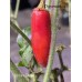 Serrano De Sol Pepper Seeds 
