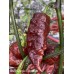 Ghost Purple Chocolate Pepper Seeds 
