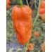 APS Orange 7 Pot Cross Pepper Seeds 