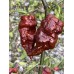 Ghost Purple Chocolate Pepper Seeds 