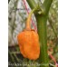 7-Pot Bubble Gum x Bhut Jami Peach Smooth Pepper Seeds 