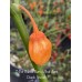 7-Pot Bubble Gum x Bhut Jami Peach Smooth Pepper Seeds 