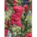 Carolina Reaper x Pink Tiger Red Pepper Seeds 