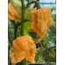 BOC x GKB Orange Pepper Seeds BOC x GKB Orange Pepper Seeds