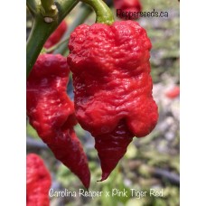 Carolina Reaper x Pink Tiger Red Pepper Seeds 