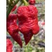 Carolina Reaper x Pink Tiger Red Pepper Seeds 
