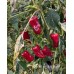 Tiger Jalapeño TM Pepper Seeds 