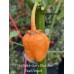 7-Pot Bubble Gum x Bhut Jami Peach Smooth Pepper Seeds 