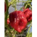 Isabela Island Habanero Pepper Seeds Isabela Island Habanero Pepper Seeds
