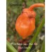 7-Pot Bubble Gum x Bhut Jami Peach Smooth Pepper Seeds 