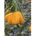 7-Pot Lava Yellow Pepper Seeds 