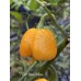7-Pot Lava Yellow Pepper Seeds 