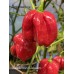 Isabela Island Habanero Pepper Seeds Isabela Island Habanero Pepper Seeds