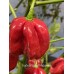 Isabela Island Habanero Pepper Seeds Isabela Island Habanero Pepper Seeds