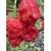Carolina Reaper x Pink Tiger Red Pepper Seeds 