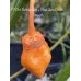 7-Pot Bubble Gum x Bhut Jami Peach Smooth Pepper Seeds 
