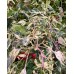 Tiger Jalapeño TM Pepper Seeds 