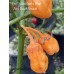 7-Pot Bubble Gum x Bhut Jami Peach Smooth Pepper Seeds 