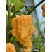 BOC x GKB Orange Pepper Seeds BOC x GKB Orange Pepper Seeds