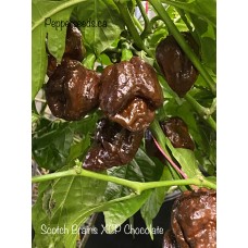 Scotch Brains XCP Chocolate Pepper Seeds Scotch Brains XCP Chocolate Pepper Seeds