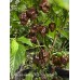 Scotch Brains XCP Chocolate Pepper Seeds Scotch Brains XCP Chocolate Pepper Seeds