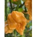 BOC x GKB Orange Pepper Seeds BOC x GKB Orange Pepper Seeds