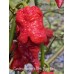 Carolina Reaper x Pink Tiger Red Pepper Seeds 