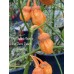 7-Pot Bubble Gum x Bhut Jami Peach Smooth Pepper Seeds 