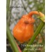 7-Pot Bubble Gum x Bhut Jami Peach Smooth Pepper Seeds 