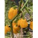 7-Pot Lava Yellow Pepper Seeds 