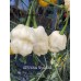 APS White Snow Ball Pepper Seeds APS White Snow Ball Pepper Seeds