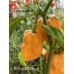 BOC x GKB Orange Pepper Seeds BOC x GKB Orange Pepper Seeds