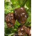 Scotch Brains XCP Chocolate Pepper Seeds Scotch Brains XCP Chocolate Pepper Seeds