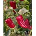 Tiger Jalapeño TM Pepper Seeds 