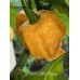 BOC x GKB Orange Pepper Seeds BOC x GKB Orange Pepper Seeds
