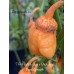 7-Pot Bubble Gum x Bhut Jami Peach Smooth Pepper Seeds 