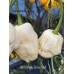 APS White Snow Ball Pepper Seeds APS White Snow Ball Pepper Seeds
