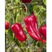 Tiger Jalapeño TM Pepper Seeds 