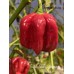 Isabela Island Habanero Pepper Seeds Isabela Island Habanero Pepper Seeds