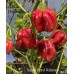 Isabela Island Habanero Pepper Seeds Isabela Island Habanero Pepper Seeds