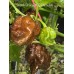Scotch Brains XCP Chocolate Pepper Seeds Scotch Brains XCP Chocolate Pepper Seeds