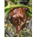 Scotch Brains XCP Chocolate Pepper Seeds Scotch Brains XCP Chocolate Pepper Seeds