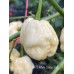 APS White Snow Ball Pepper Seeds APS White Snow Ball Pepper Seeds