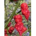 Carolina Reaper x Pink Tiger Red Pepper Seeds 