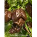 Scotch Brains XCP Chocolate Pepper Seeds Scotch Brains XCP Chocolate Pepper Seeds