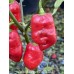 Jes's Morangum Purple Red NC Pepper Seeds Jes's Morangum Purple Red NC Pepper Seeds
