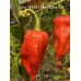 Jabba Du Hut x Bhut Jolokia Red Pepper Seeds 